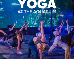 Gift Ticket - Yoga at the Aquarium