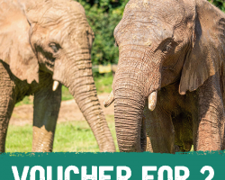 Voucher: Elephant Experience for Two
