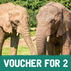 Voucher: Elephant Experience for Two