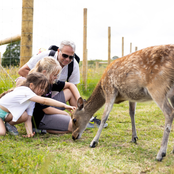 Deer Meadow Breakfast Experience