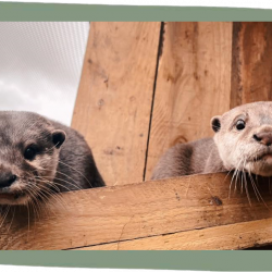Private Otter Feeding Experience for 1 person GV