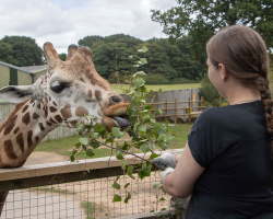 Family Giraffe Experience