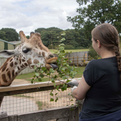 Family Giraffe Experience