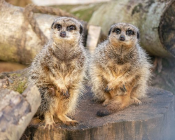 Meet the Meerkats (for two people)