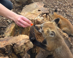 Fox Experience