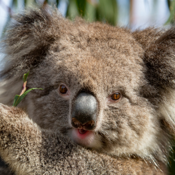 KOALA CREEK VIP TOUR VOUCHER