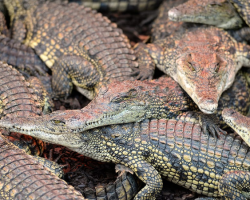 Voucher - Experience - Nile Crocodile Feeding