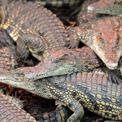Voucher - Experience - Nile Crocodile Feeding
