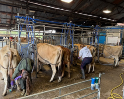 Milking Experience For Up To 2 People