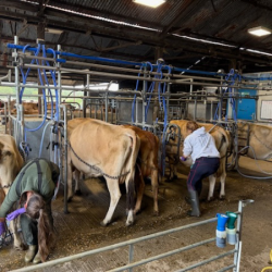 Milking Experience For Up To 2 People