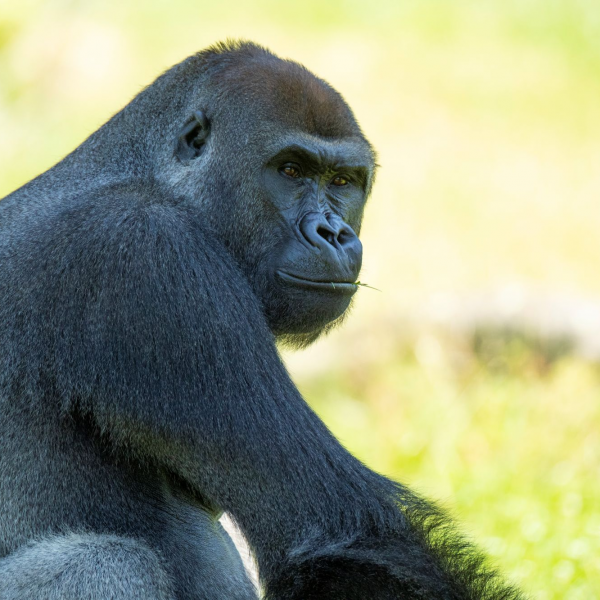 GORILLA VIP EXPERIENCE VOUCHER