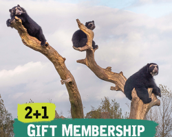 2+1 Gift Membership