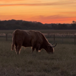 Highland Cow Cuddling Experience For 7