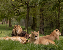 Family Lion Experience