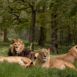 Family Lion Experience