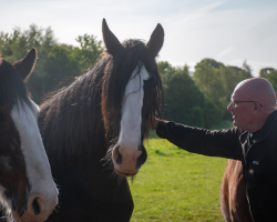 Shire Horse Experience - Observer Ticket