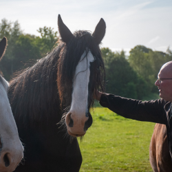 Shire Horse Experience - Observer Ticket