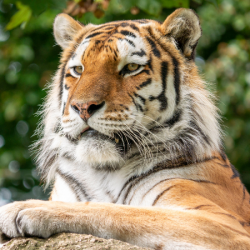 Meet the Tiger (for two people)