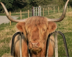 Highland Cow Cuddling & Afternoon Tea For 2
