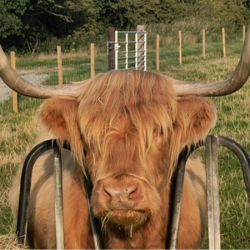 Highland Cow Cuddling & Afternoon Tea For 2