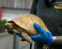 Tortoise Encounter