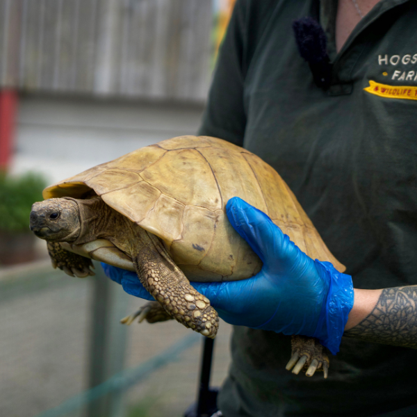 Tortoise Encounter