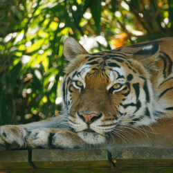 Gift Voucher - Big Cat Experience - 3 People
