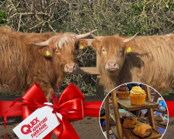 Highland Cow & Afternoon Tea Experience