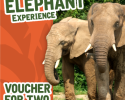 Voucher: Elephant Experience for Two