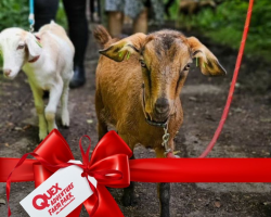 Goat Walking Gift Voucher for 4