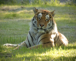 Family Tiger Experience