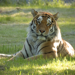 Family Tiger Experience