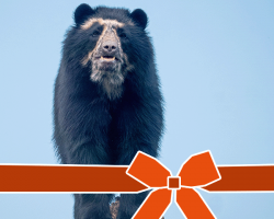 Encounter Voucher: Bear