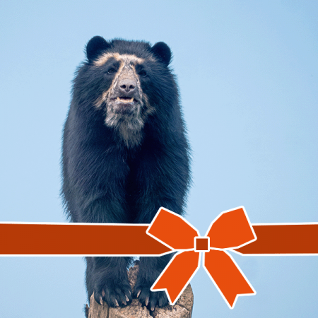 Encounter Voucher: Bear