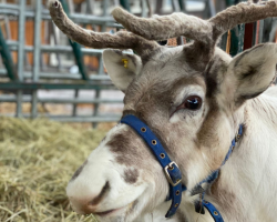 Reindeer Experience For One