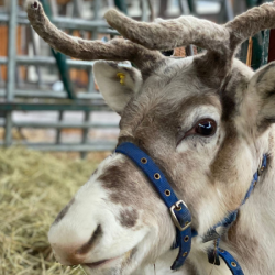 Reindeer Experience For One