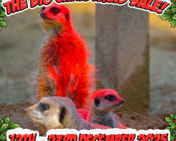 Christmas Gift: MEERKAT EXPERIENCE - 1 person