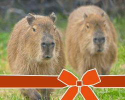 Encounter Voucher: Capybara