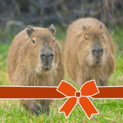 Encounter Voucher: Capybara