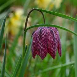 Season Ticket Holder Adult Voucher