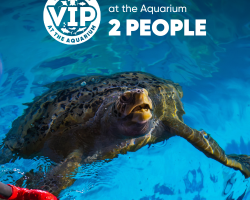 Gift Ticket - Feed The Turtle at The Aquarium [2 people]