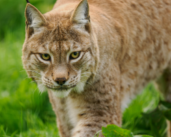 Gift Voucher - Animal Carer Experience - 1 Person