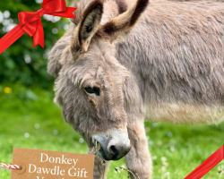 Clovelly Donkey Dawdles Gift Voucher