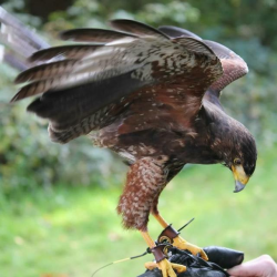 Bird of Prey Experience