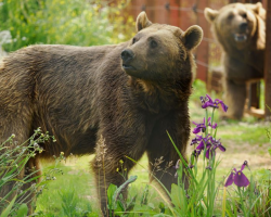 Bear Experience - 2 People