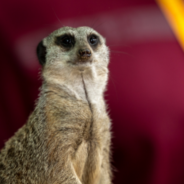 MEERKAT VIP EXPERIENCE VOUCHER