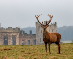 Deer Park Safari