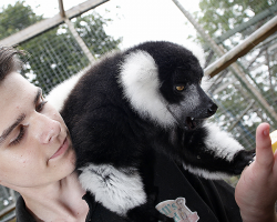 Lemur Experience