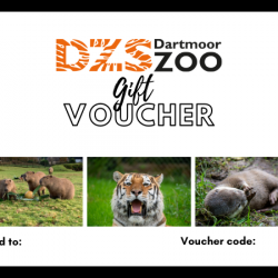 DZS Gift Voucher
