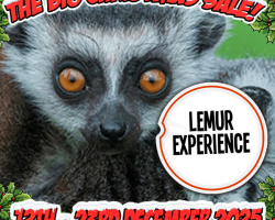Christmas Gift: RING-TAILED LEMUR EXPERIENCE - 1 person